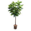 Fiddle Leaf Fig Tree, 7.5ft Standard