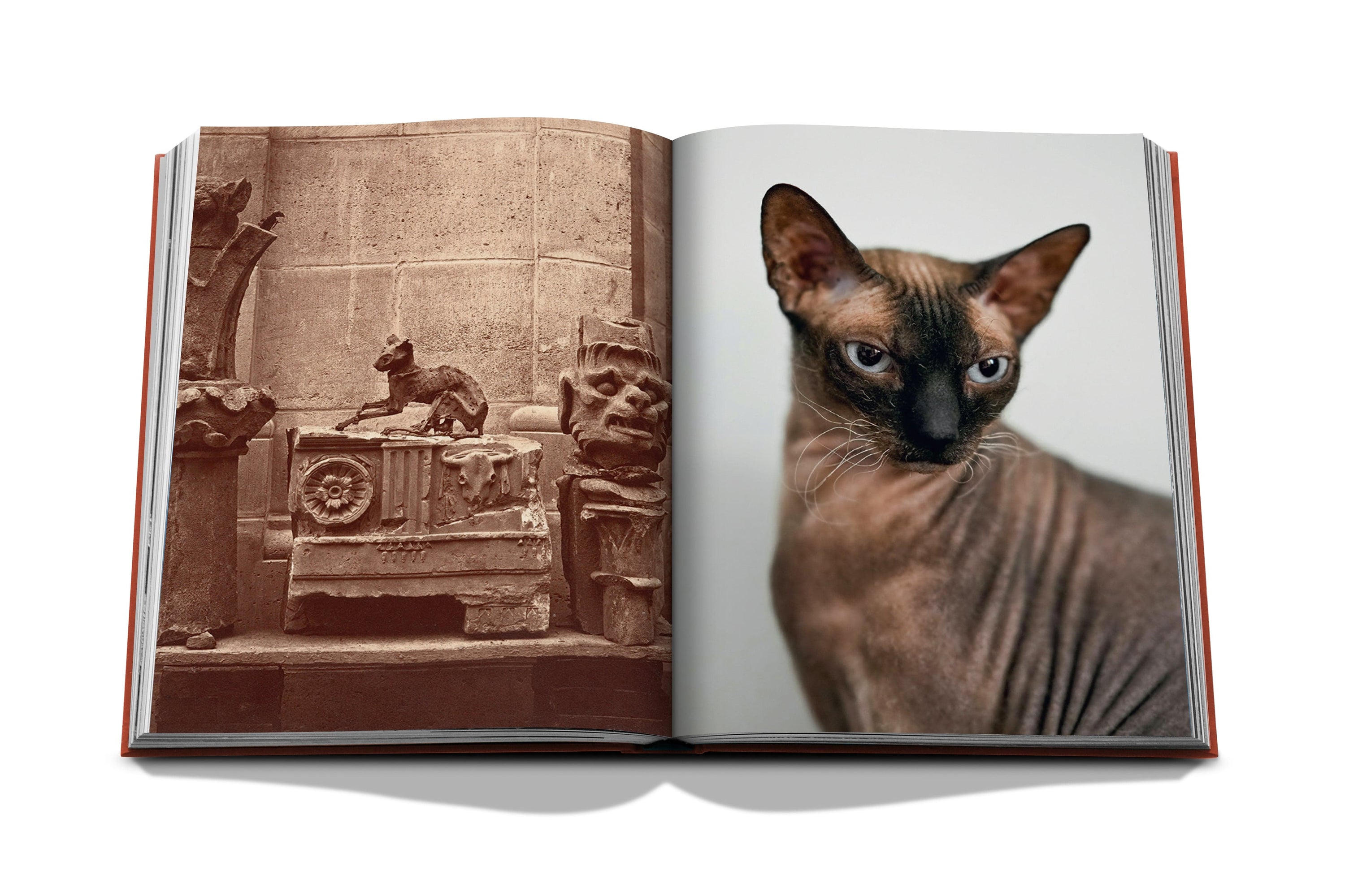 Assouline Chic Cats - Maaribu