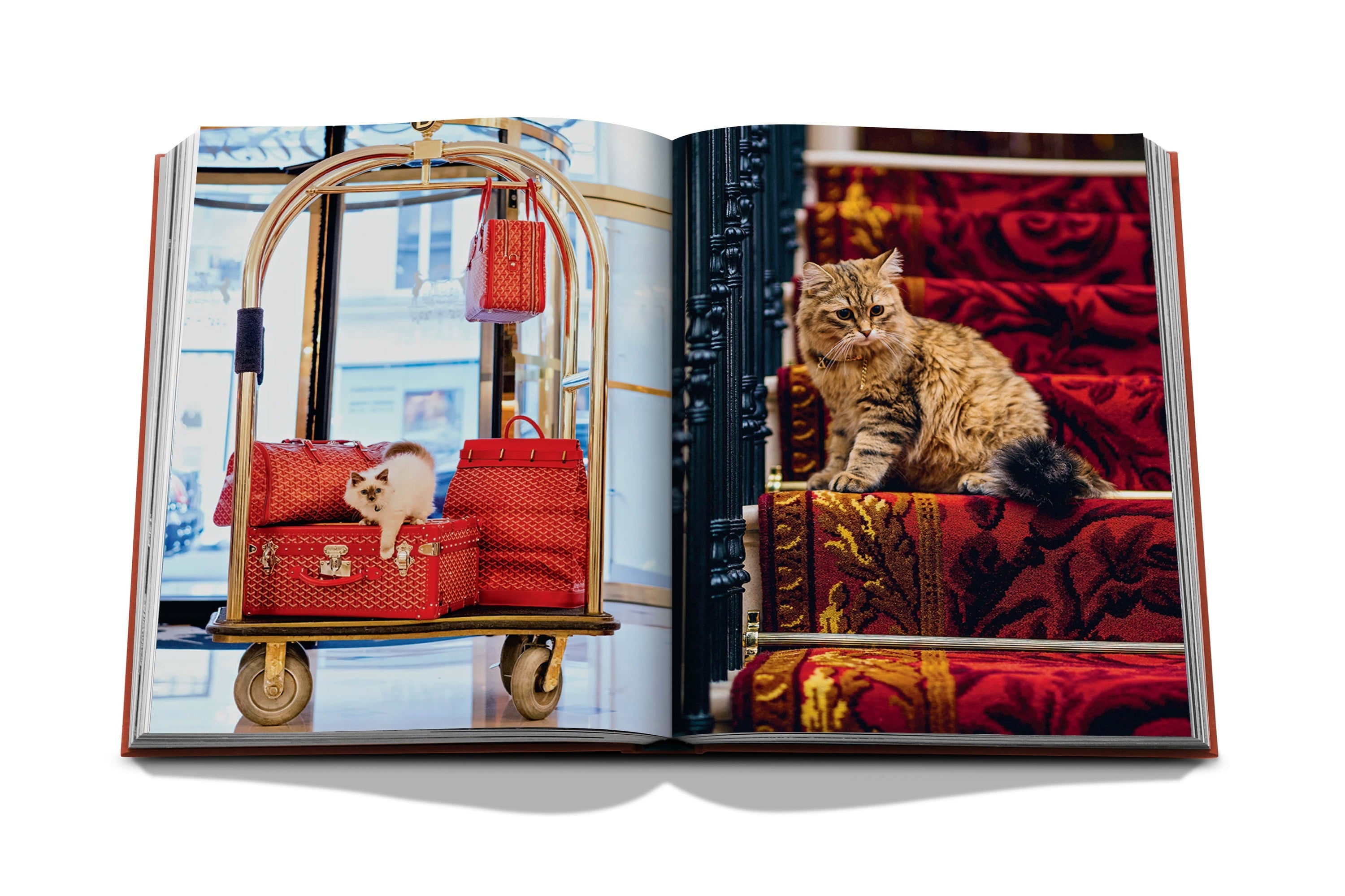 Assouline Chic Cats - Maaribu