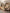 Palecek Broderick Dining Table, Sand, 120Lx43Wx30H
