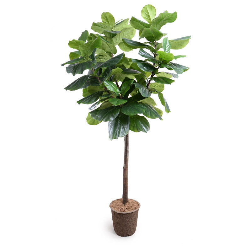 Faux Fiddle Leaf Fig Tree by New Growth Designs, realistic indoor decorative plant with lush green leaves.